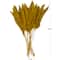 Dried Plant Pampas Natural Foliage with Long Stems